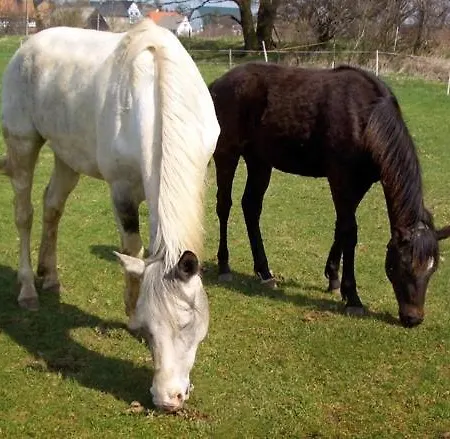 Goermer Mit Wasserbett Сasa de vacaciones