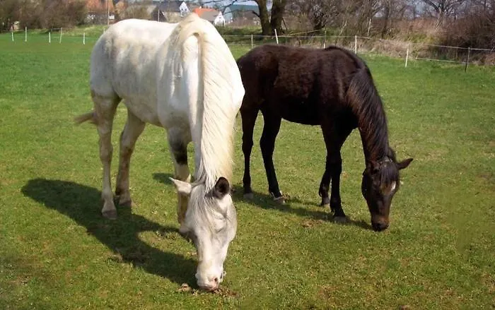 Goermer Mit Wasserbett Nyaraló